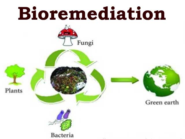 Bio Remediation On Soil