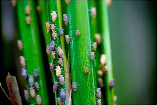 BPH Management in Direct Seed Paddy