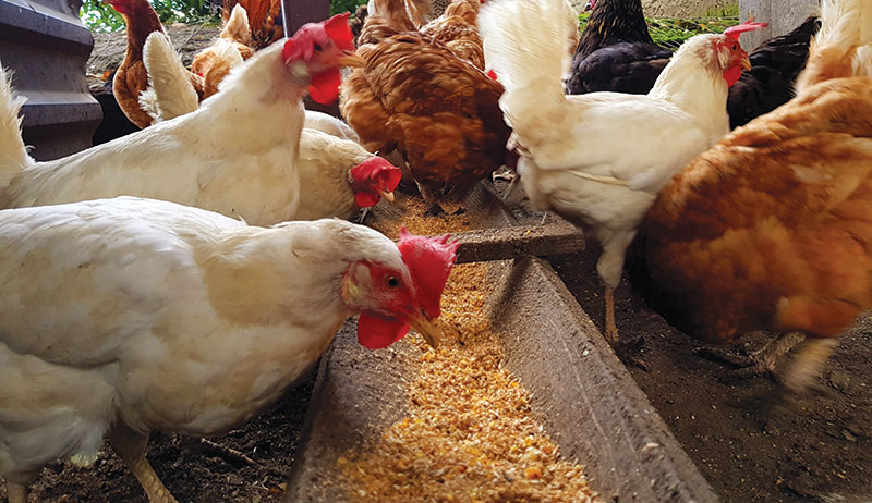 Poultry Feeding