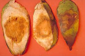 Bud Rot Symptoms in Coconut