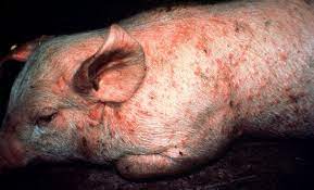 Erysipelas Disease in Pigs