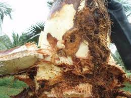 Red Palm Weevil Management in Coconut