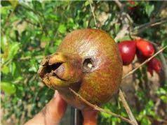 Pomegranate Fruit Borer