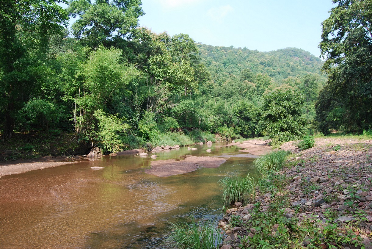 Impact of Forest On Human Health