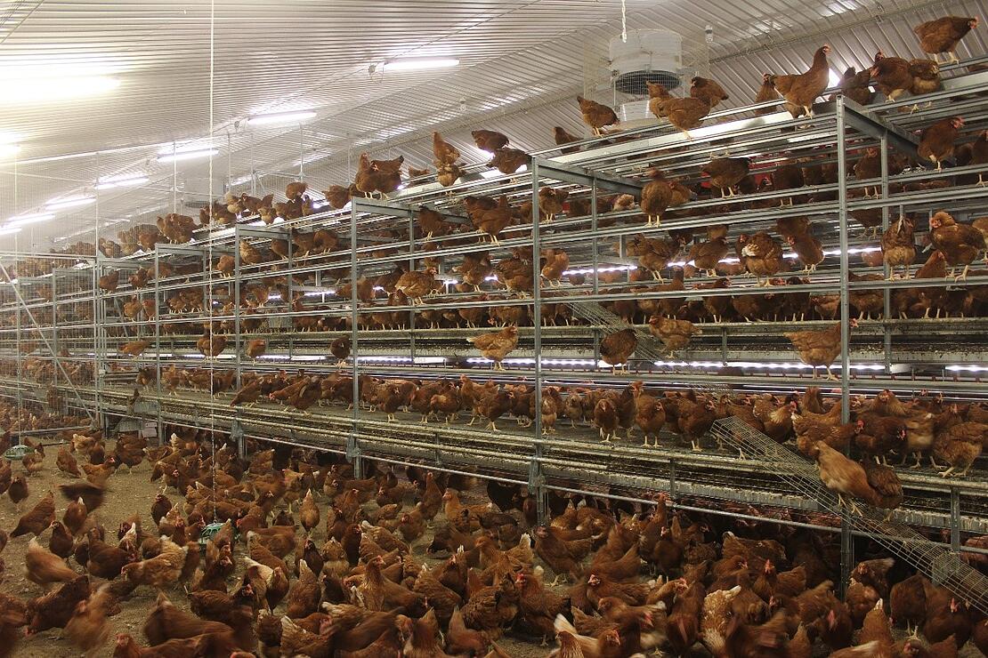 Housing System of Poultry