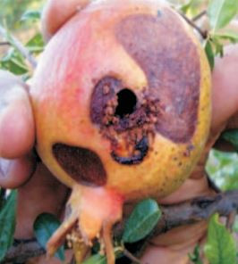 Pomegranate Fruit Borer