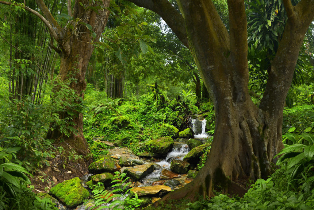 Ecological Importance of Forests