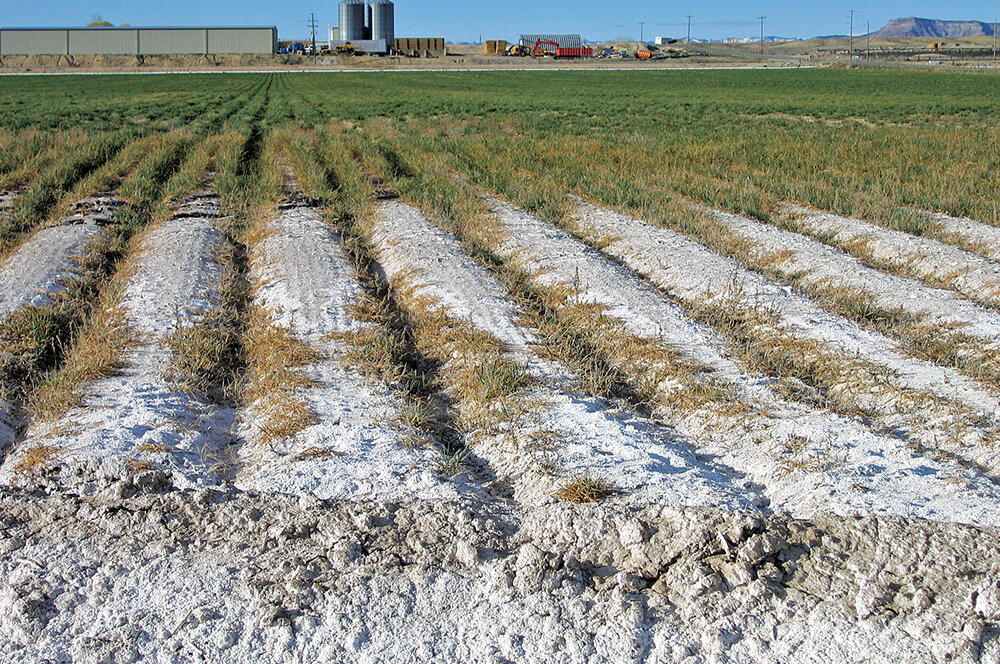 Reclamation of Saline Soils