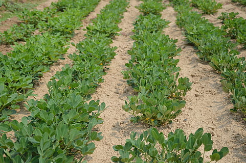 Groundnut Seed Selection