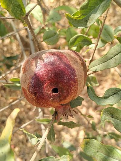 Fruit Borer in Pomegranate