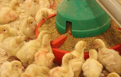 Poultry Feeding