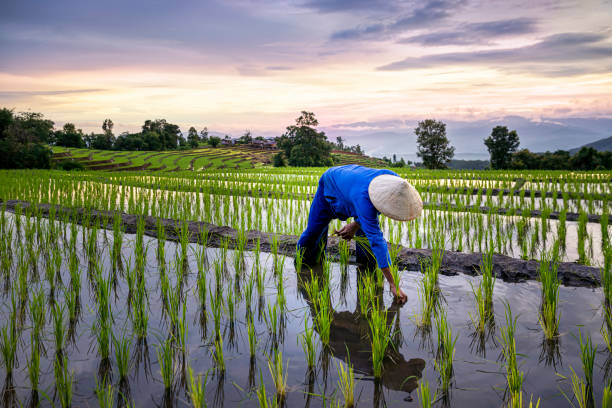 Reasons for Methane Emissions from Soil