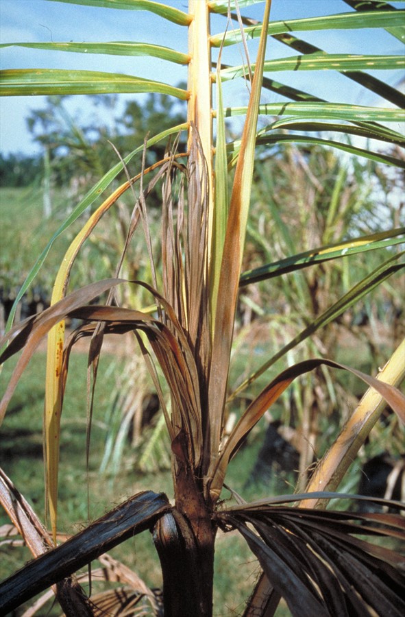 Bud Rot Symptoms in Coconut