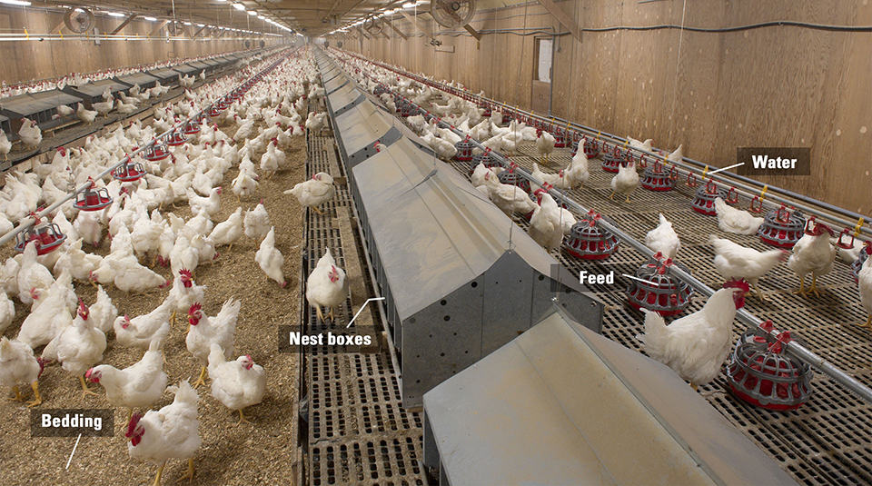 Housing System of Poultry