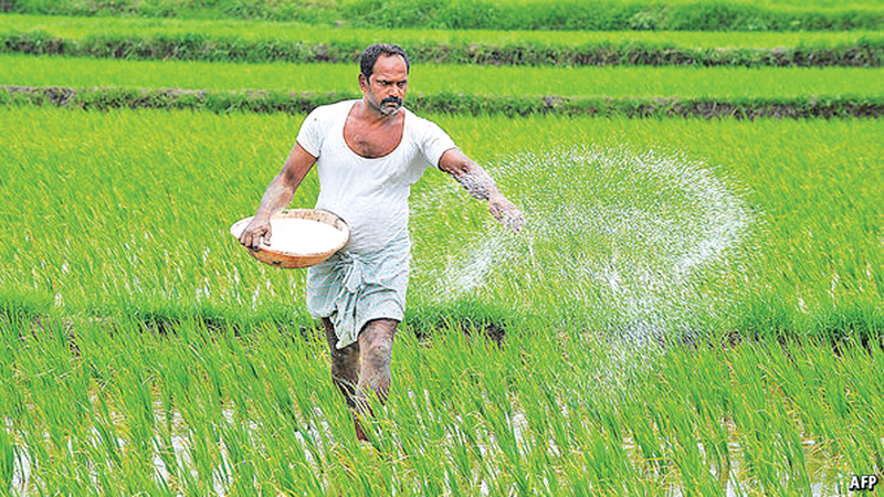 Paddy Cultivation