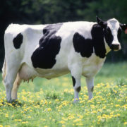 Age Determination in Cows
