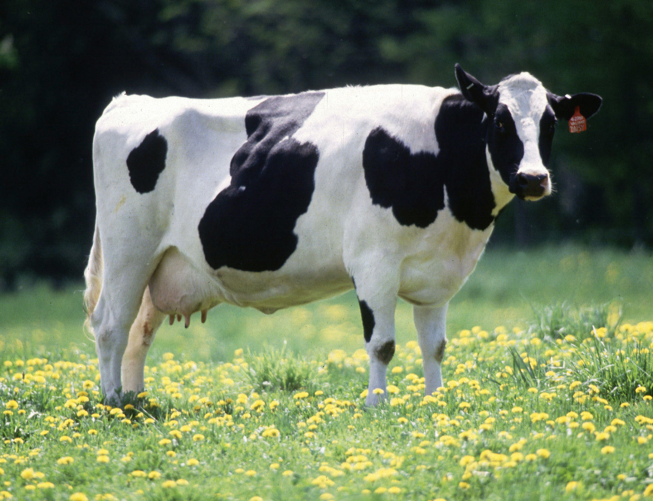 Age Determination in Cows