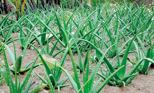 Aloe vera Cultivation