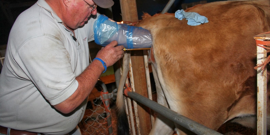 Artificial Insemination in Cows