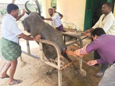 Artificial Insemination