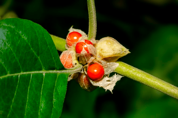 Ashwagandha Cultivation Techniques