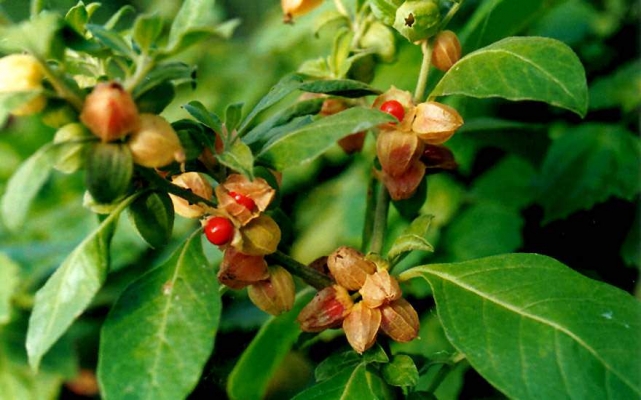 Ashwagandha Cultivation