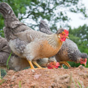 Avian Encephalomyelitis in Poultry