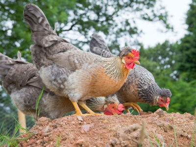 Avian Encephalomyelitis in Poultry
