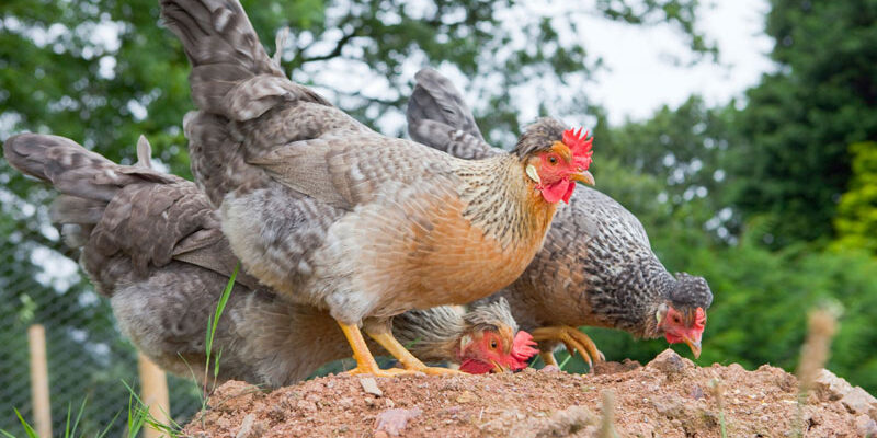 Avian Encephalomyelitis in Poultry