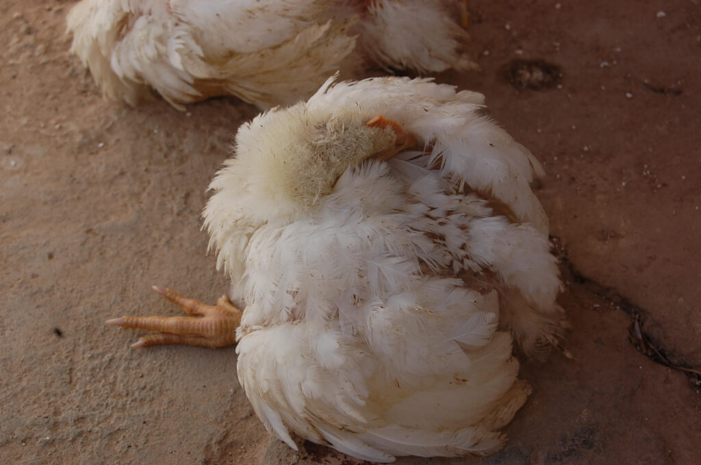 Avian Encephalomyelitis in Poultry