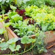 Backyard Vegetable Gardening