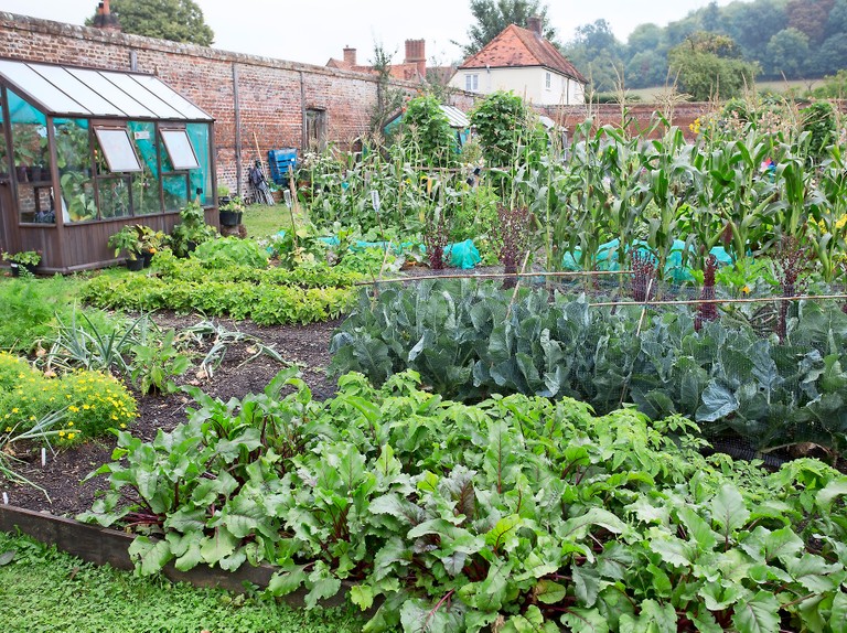 Backyard Gardening