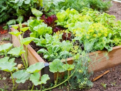 Backyard Vegetable Gardening