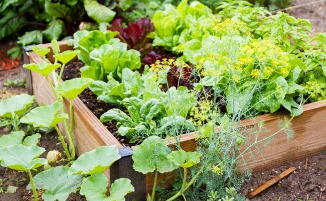 Backyard Vegetable Gardening