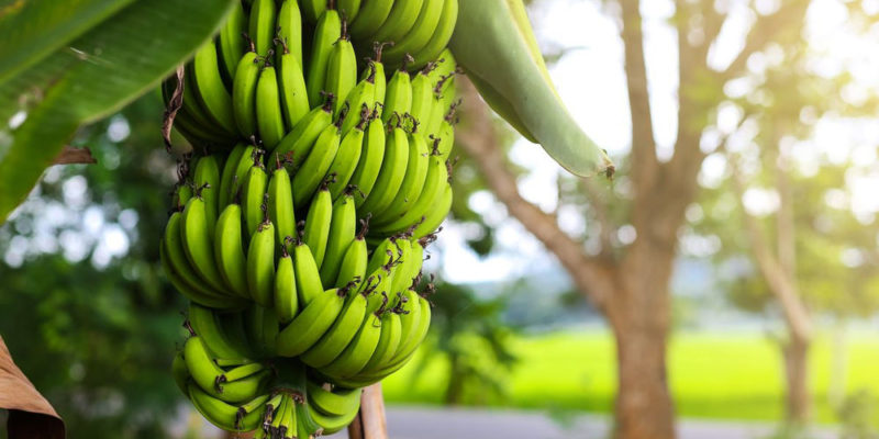 Banana Harvesting