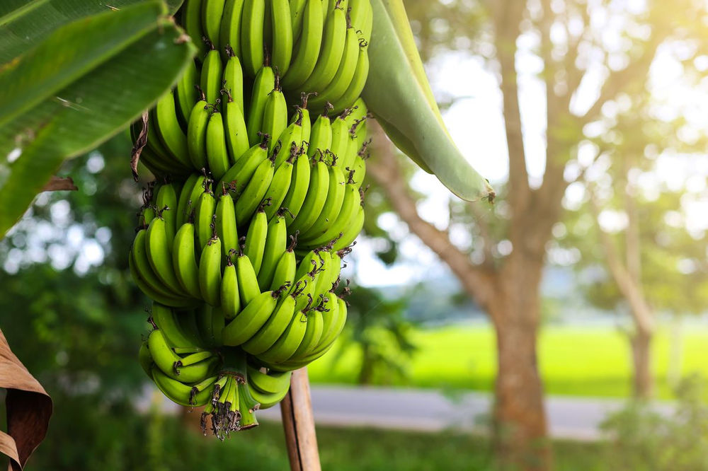 Banana Harvesting