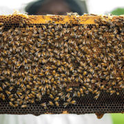 Beekeeping