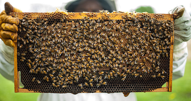 Beekeeping