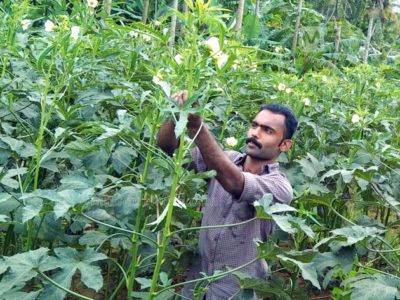 Bendi Cultivation