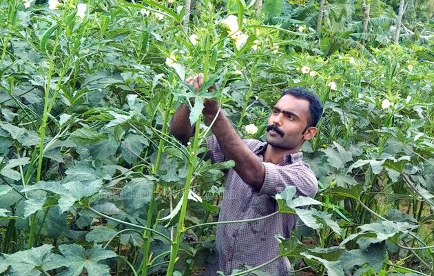 Bendi Cultivation