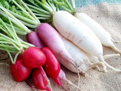 Benefits of Eating Radish