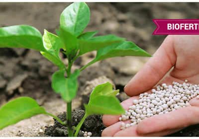 Bio Fertilizers