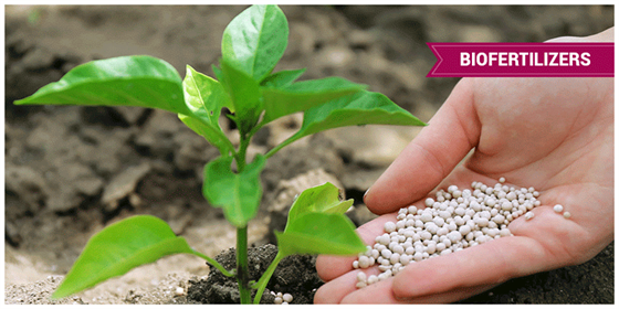 Bio Fertilizers