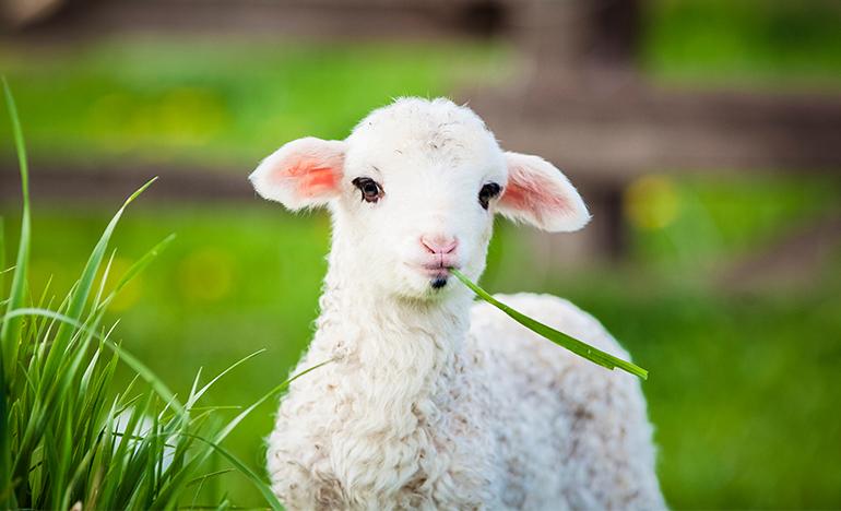 Blue Tongue Disease In Sheep   Blue Tongue Disease In Sheep 1 