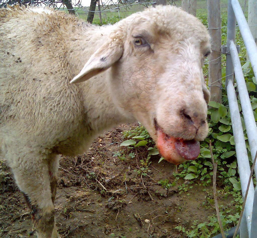 Blue Tongue Disease in Sheep