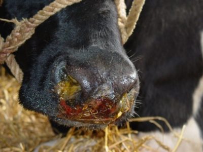 Bovine Herpes Virus