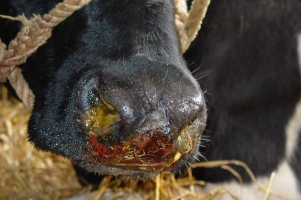 Bovine Herpes Virus