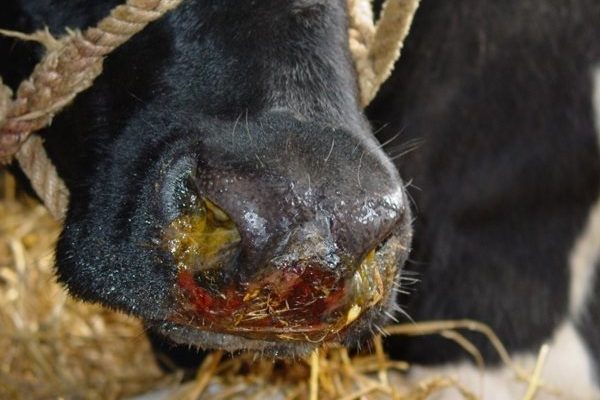 Bovine Herpes Virus