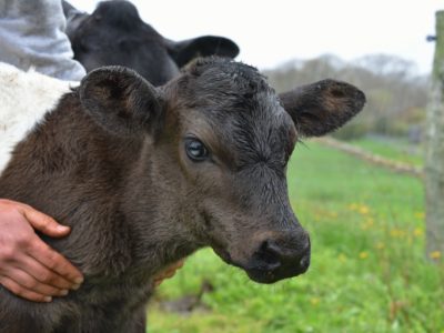 Calf Diptheria Disease