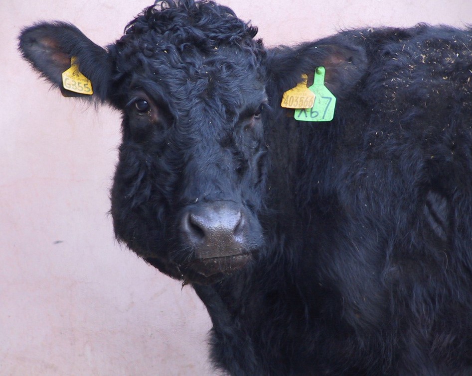 Calf Diptheria Disease in Cattle